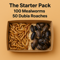 🪳🐛 The Starter Pack – 100 Mealworms + 50 Dubia Roaches