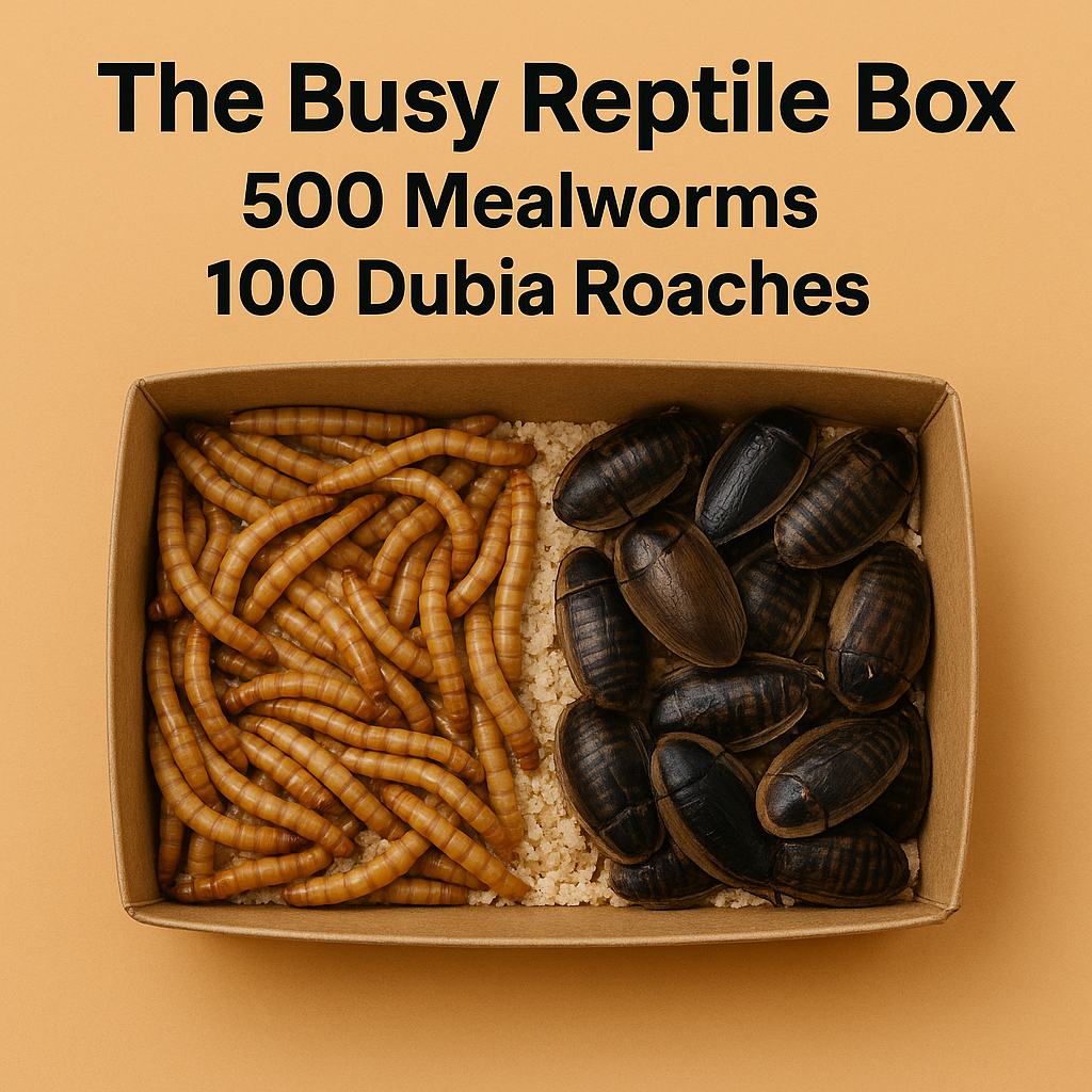 🪳🐛 The Busy Reptile Box – 500 Mealworms + 100 Dubia Roaches