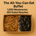 🪳🐛 The All-You-Can-Eat Buffet – 1,000 Mealworms + 250 Dubia Roaches